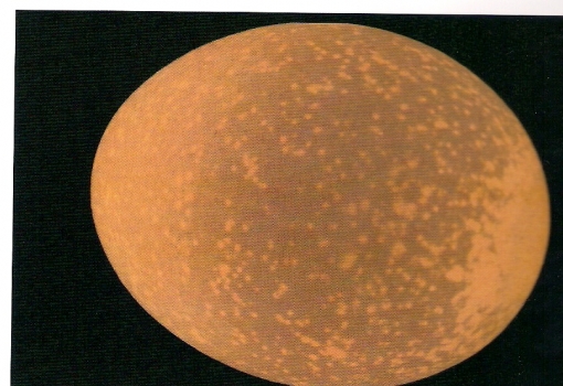 scan0002.jpg