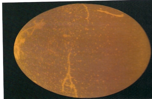 scan0007.jpg