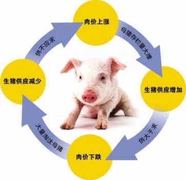 豬價下跌 “豬周期”已見頂？
