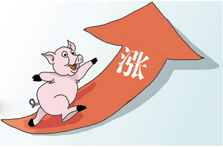 今秋豬價(jià)將有一波大漲行情?