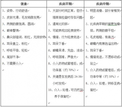 豬31.jpg