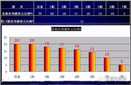 母豬11.jpg