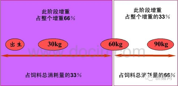 什么樣的飼料才是豬豬的好飼料？且聽南農(nóng)王恬教授說(shuō)！