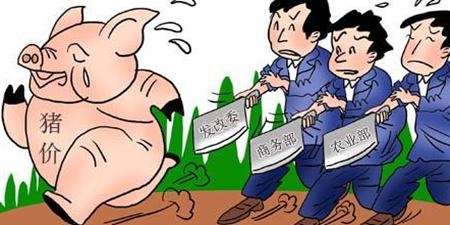 豬價連跌全線破8，中央啟動凍豬肉收儲來救豬市？