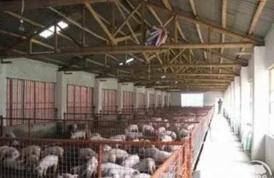 新豬場建設(shè)需具備的關(guān)鍵要素有哪些？