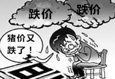 豬價(jià)依舊大面積下跌 更別指望明年？