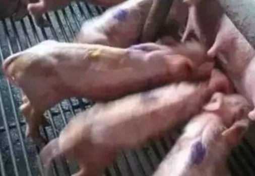 不打針不吃藥治療豬病毒性腹瀉不打針又不吃藥？