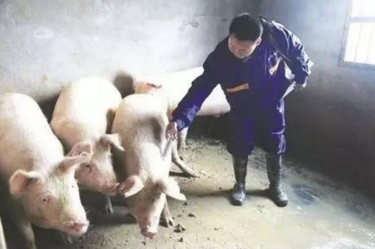 看頂級(jí)專家說(shuō)：藍(lán)耳疫苗的選用！