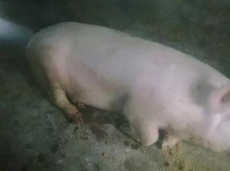 防治生豬口蹄疫的3大防治誤區(qū)