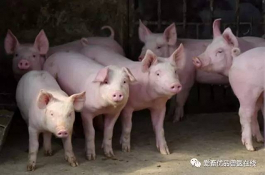 夏季這些菜，豬吃了能治??！