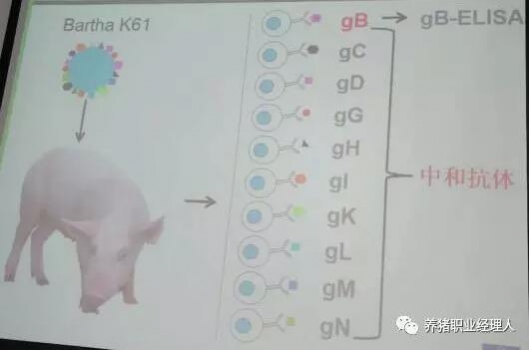 科技前沿 | 知道后備母豬在豬場內(nèi)轉(zhuǎn)陽究竟什么地方出了錯嗎？