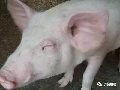 仔豬水腫病和豬偽狂犬病