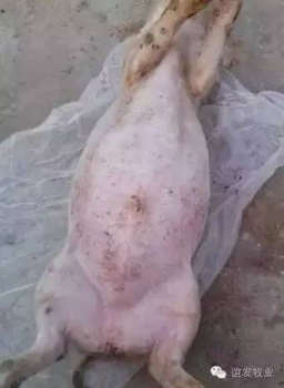 當(dāng)前急性脹氣死亡豬的急救和預(yù)防方法