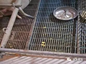 仔豬剛出生就拉稀的原因