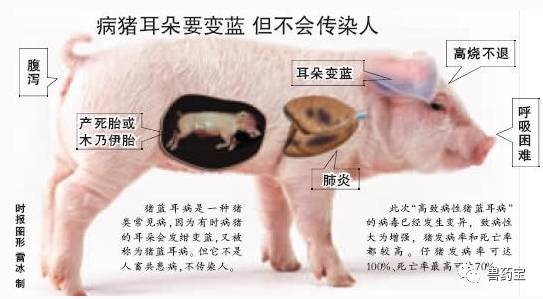 最全的豬藍耳病知識，全是干貨！