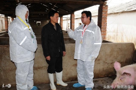 豬場偽狂犬到底怎么做效果最好呢？