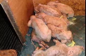 控制產房仔豬病毒性腹瀉之反飼，你了解多少？