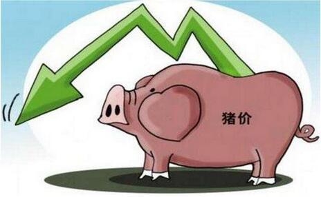 今日豬價(jià)分析：豬價(jià)、肉價(jià)均現(xiàn)不同幅度下跌