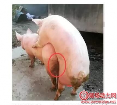 母豬屢配不孕原因何在？按照此法能提高50%受孕率