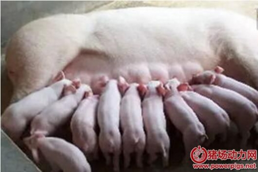 怎樣防治母豬產(chǎn)后無乳及泌乳不足？