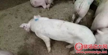 豬皮膚發(fā)白、不長肉是什么病？
