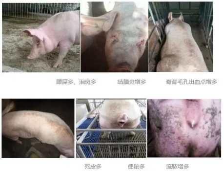 全國大多數(shù)豬場母豬都存在的問題，你注意到了嗎？