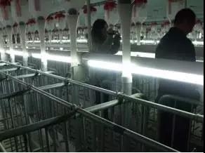 技術(shù)控 | 后備母豬飼養(yǎng)及情期管理方案