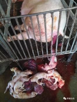 母豬流產(chǎn)死胎怎么回事
