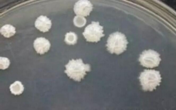 枯草芽孢桿菌簡介及應用