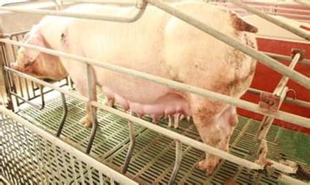 臨產(chǎn)母豬的飼養(yǎng)管理