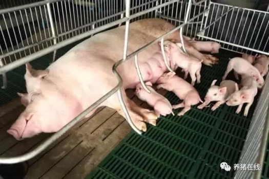 母豬不吃料，你可知道為什么？