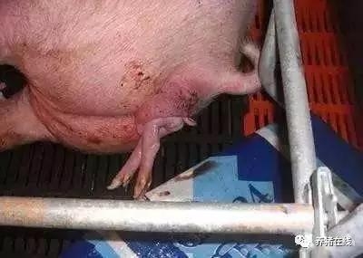 母豬發(fā)生難產(chǎn)如何處理