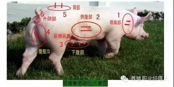 夏季豬場查情配種要點(diǎn)