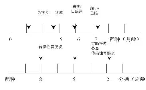 技術(shù)控 | 豬場制定免疫程序時(shí)要考慮哪些因素?