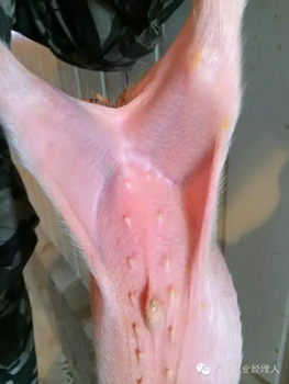 產(chǎn)房或者保育仔豬腹股溝淋巴結(jié)發(fā)紫是什么原因?