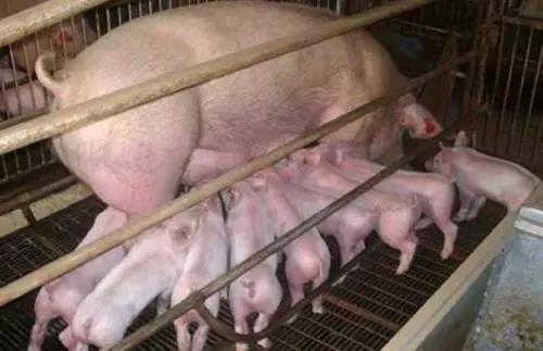 母豬產(chǎn)后無乳少乳，養(yǎng)豬大師教您如何給母豬高效催乳！