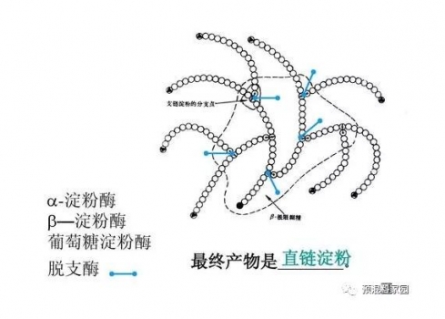 預(yù)混料中添加淀粉酶對種雞全價料內(nèi)新玉米的影響研究