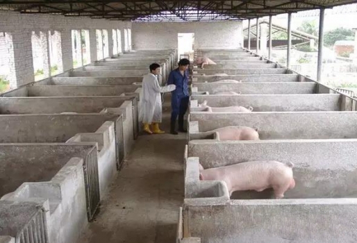 史上最全的母豬飼養(yǎng)方案（內(nèi)含24個要點，超級實用）