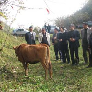恩施盛家壩發(fā)展肉牛產(chǎn)業(yè)受國家重視