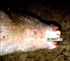 鼻拱、鼻鏡處得水泡潰瘍和結(jié)痂