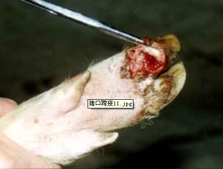 蹄叉蹄踵部潰瘍，蹄殼開始脫落