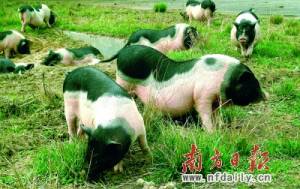 連州"瑤土豬"：打造助農(nóng)致富國(guó)家級(jí)品牌
