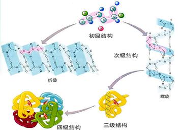 王老師答網(wǎng)友兩個(gè)問題：關(guān)于氨基酸以及能量水平設(shè)計(jì)