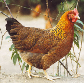蛋雞預(yù)產(chǎn)期要補(bǔ)但不能亂補(bǔ)