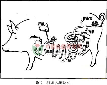 王繼華教授：日糧纖維對(duì)豬消化道功能的影響